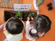 🐚マリン＆ぺんぎん🐧　枝豆の苗植え💚